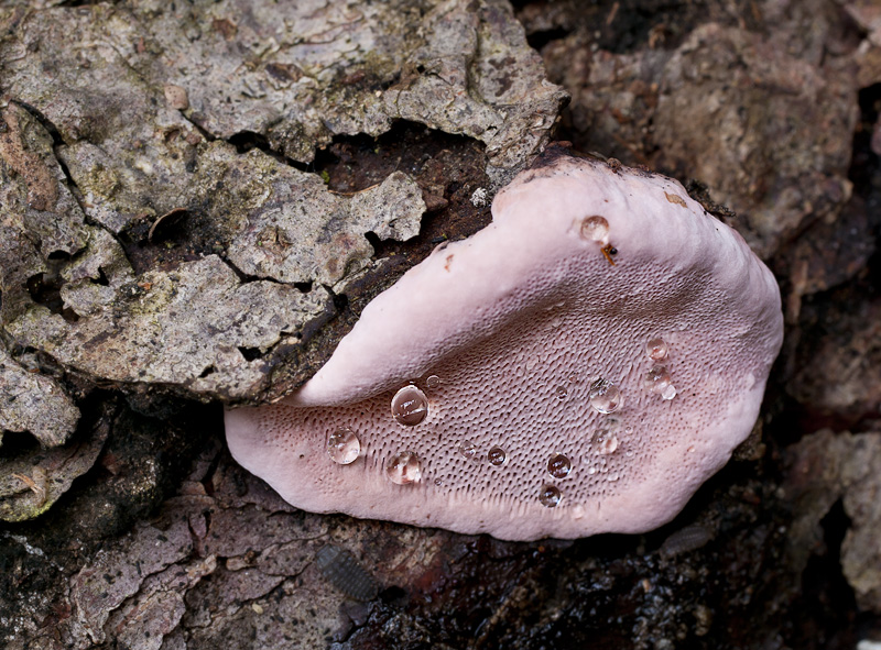 Fomitopsis rosea